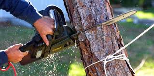 Reliable Rockwell Place, TX Tree Care Solutions