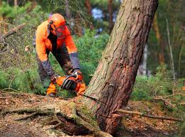 Best Tree Cabling and Bracing  in Rockwell Place, TX