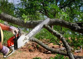 Best Emergency Tree Removal  in Rockwell Place, TX