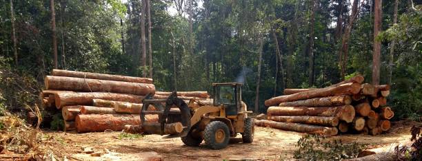 Best Hazardous Tree Removal  in Rockwell Place, TX