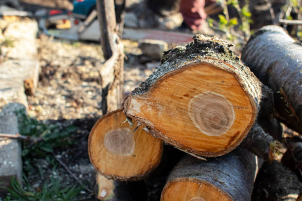 How Our Tree Care Process Works  in  Rockwell Place, TX