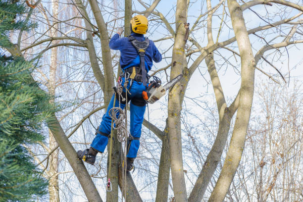 Best Tree Disease Treatment  in Rockwell Place, TX