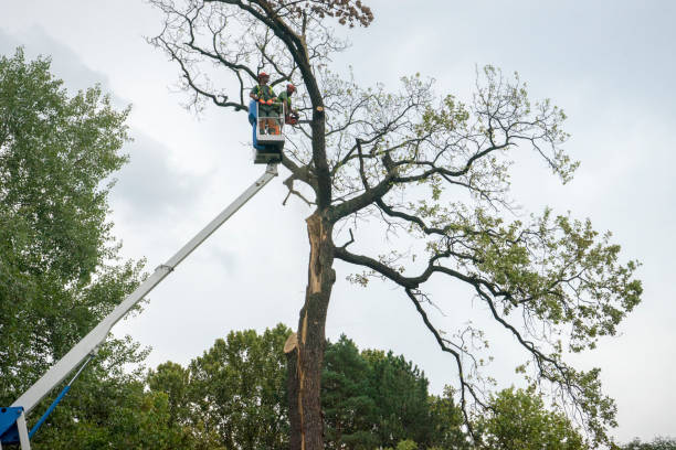  Rockwell Place, TX Tree Care Pros