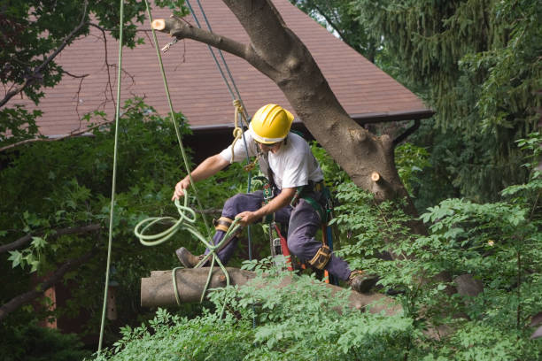Best Tree Health Inspection  in Rockwell Place, TX