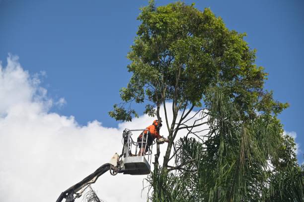 Best Commercial Tree Services  in Rockwell Place, TX