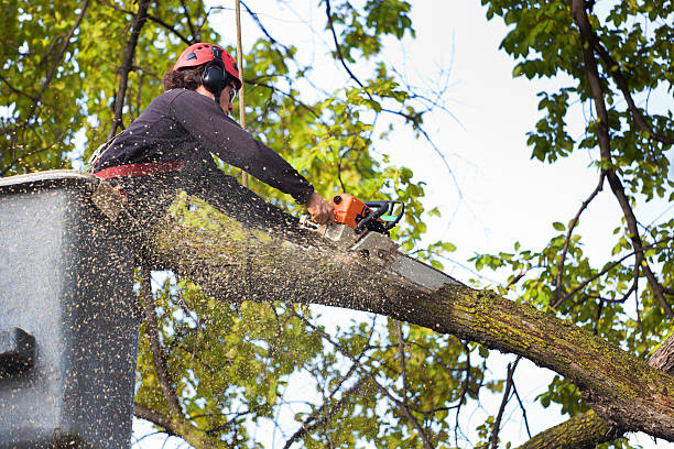 Best Firewood Processing and Delivery  in Rockwell Place, TX