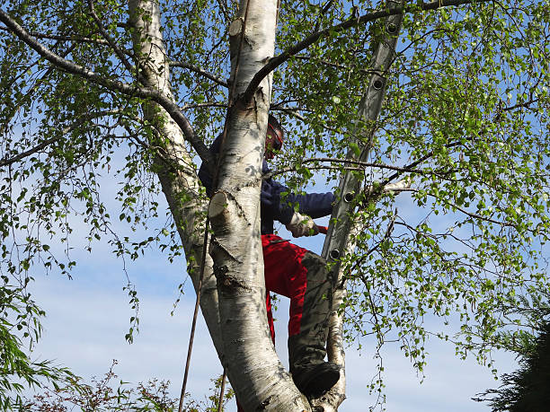 Best Tree Preservation Services  in Rockwell Place, TX
