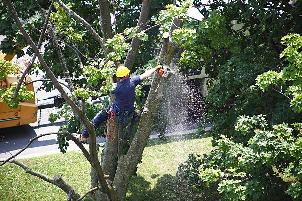 Best Storm Damage Tree Cleanup  in Rockwell Place, TX