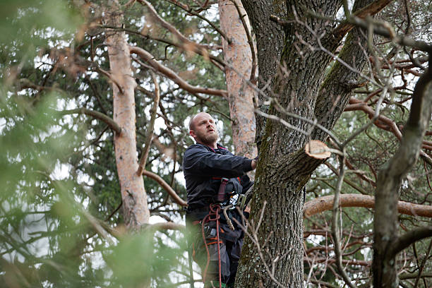 Best Tree Maintenance Programs  in Rockwell Place, TX