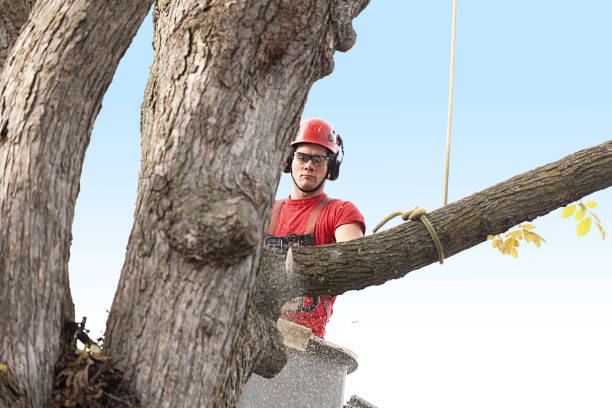 Best Aeration Services  in Rockwell Place, TX
